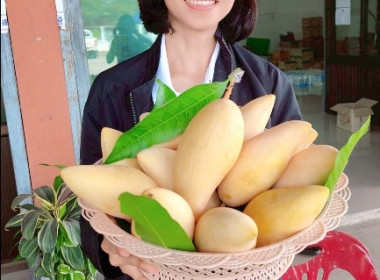 ร่วมกิจกรรมการกระจายมะม่วงน้ำดอกไม้จากจังหวัดพิษณุโลกและจังหวัดกาฬสินธุ์ ณ ตลาดกลางสหกรณ์การเกษตรเมืองสุราษฎร์ธานี จำกัด ... พารามิเตอร์รูปภาพ 4